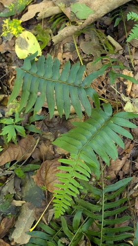 Christmas fern