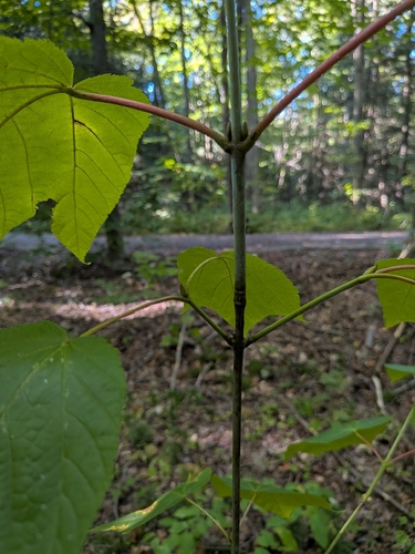 striped maple