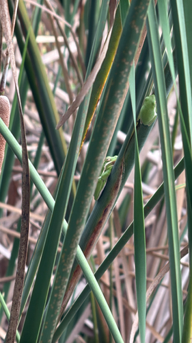 Green Treefrog