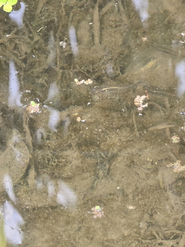 Western Mosquitofish
