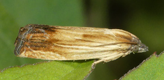 Eucosma umbrastriana