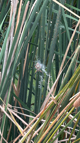 Yellow Garden Spider