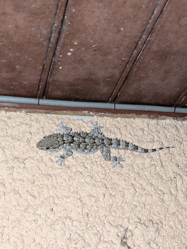 Moorish Gecko