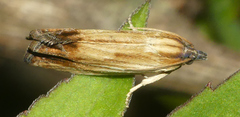 Eucosma umbrastriana
