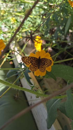 Meadow Fritillary