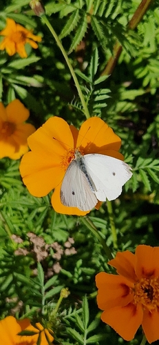 Small White