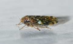 Xestocephalus similis