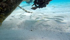 Malacanthus plumieri