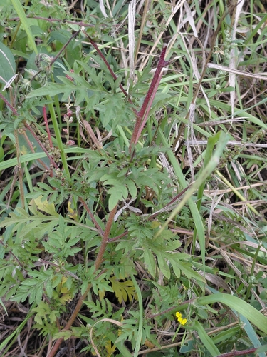 common ragweed