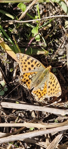 Queen of Spain Fritillary