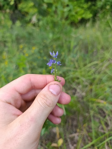 Veronica teucrium, photograph 2