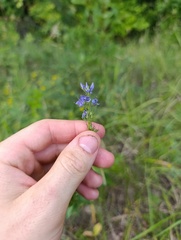 Veronica teucrium, photograph (c) Мирослав Соболев, some rights reserved (CC BY)