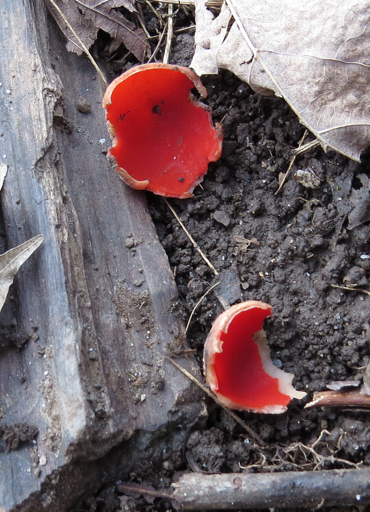 Sarcoscypha coccinea image