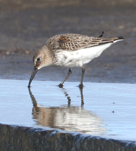 Dunlin