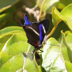 Rhetus periander eleusinus