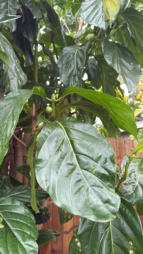 Morinda citrifolia observed 2026-09-24