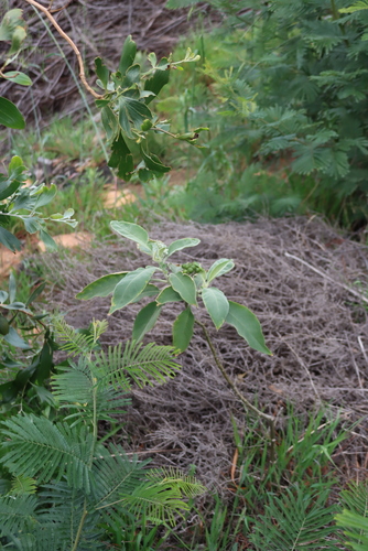 Solanum mauritianum, photograph 5