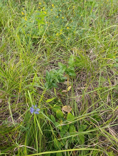 Veronica teucrium