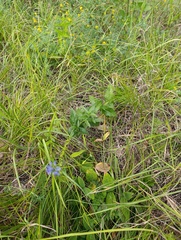 Veronica teucrium