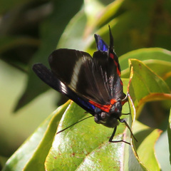 Rhetus periander eleusinus