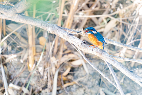 Common Kingfisher