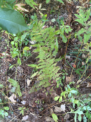 Athyrium angustum, photograph (c) Patrick Comins, some rights reserved (CC BY)