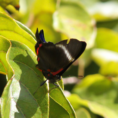 Rhetus periander eleusinus