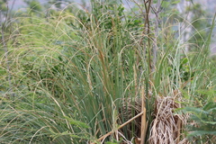 (c) Tony Rebelo, some rights reserved (CC BY-SA) Cortaderia selloana, photograph (c) Tony Rebelo, some rights reserved (CC BY-SA)