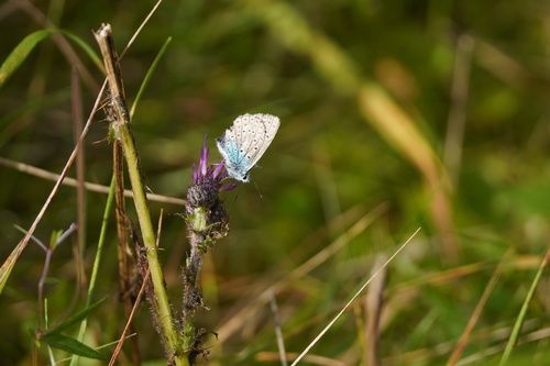 Common Blue