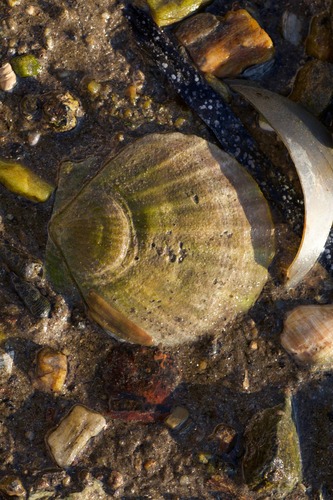 Mizuhopecten yessoensis observed 2026-09-16