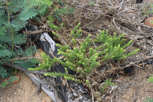 Oftia africana, photograph 4