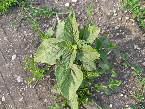 Amaranthus retroflexus, photograph 2