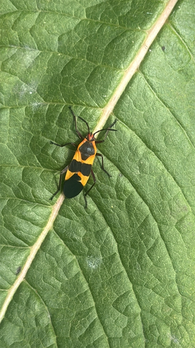Large Milkweed Bug