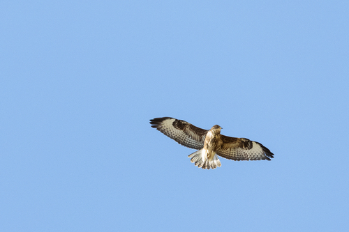 Common Buzzard