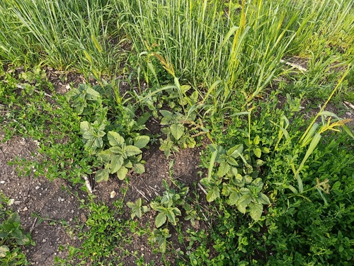 Amaranthus retroflexus, photograph 3