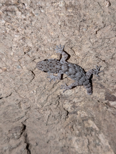 Moorish Gecko