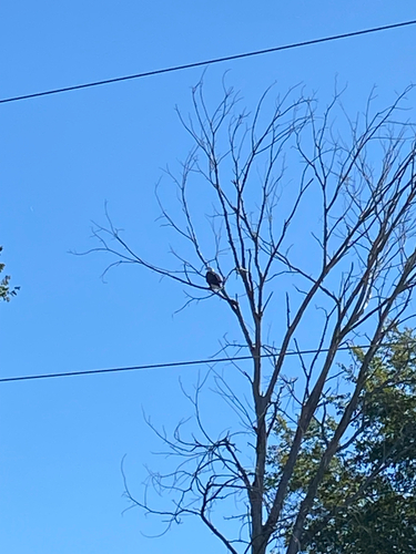 Bald Eagle