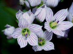 Gentianella tenuifolia