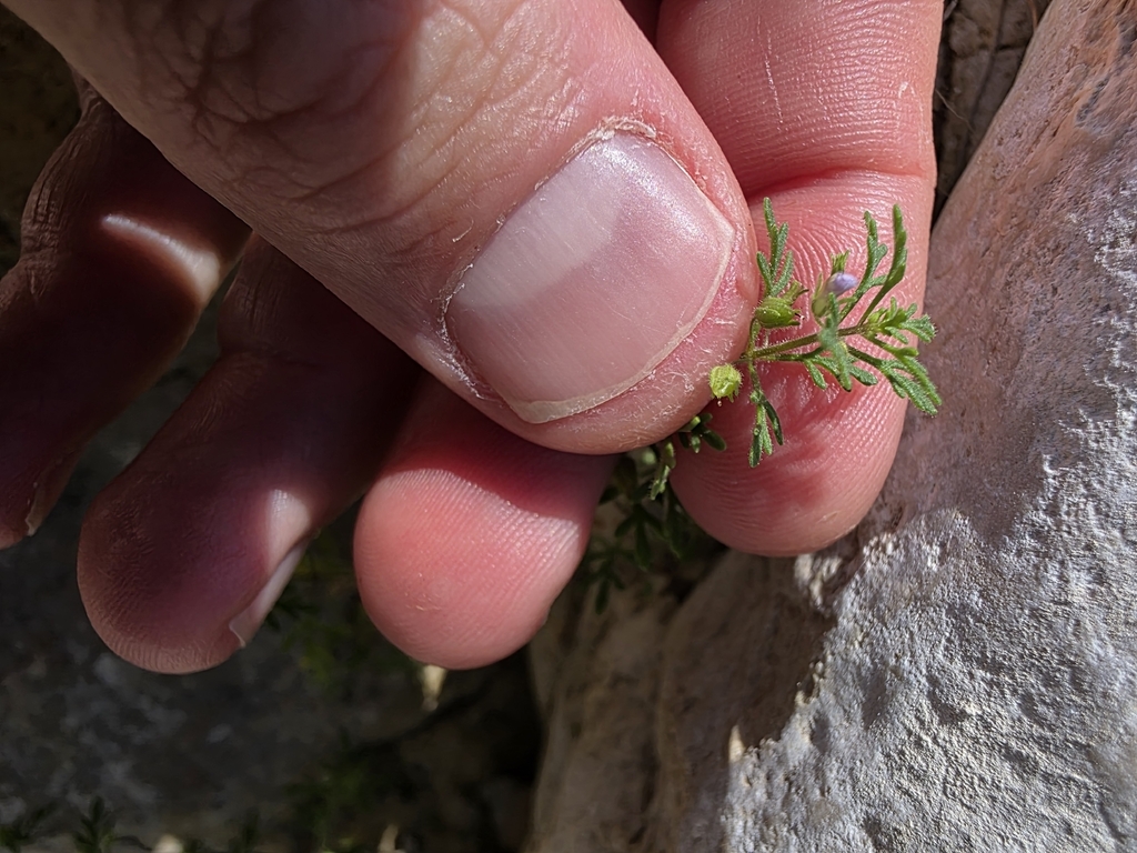 Leucospora multifida; photograph (c) Cleveland Powell, some rights reserved (CC BY)