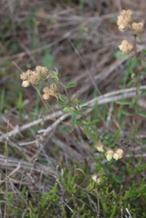 Hermannia hyssopifolia