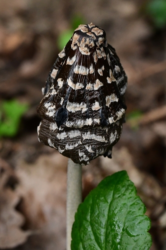 Magpie Inkcap