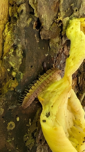 Common Pink Flat-back