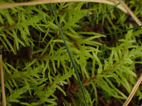 Fir Tamarisk-moss