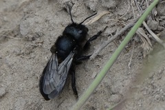 Cephalosmia