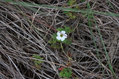 Oxalis lanata, photograph (c) Tony Rebelo, some rights reserved (CC BY-SA)