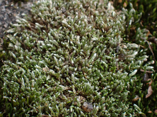 Silvery Bryum