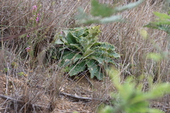 Berkheya armata