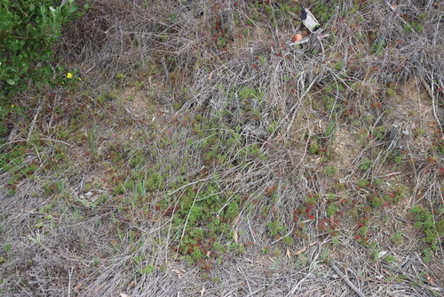 Oxalis glabra, photograph 6