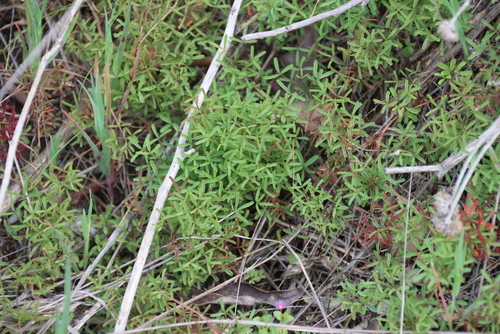 Oxalis glabra, photograph 5