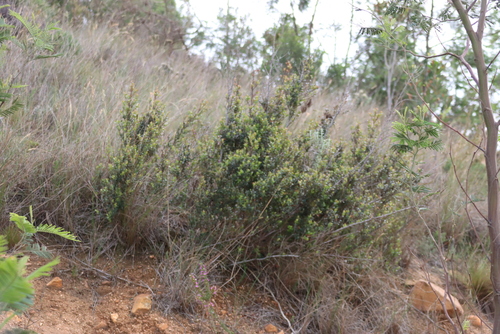 Diospyros glabra, photograph 5